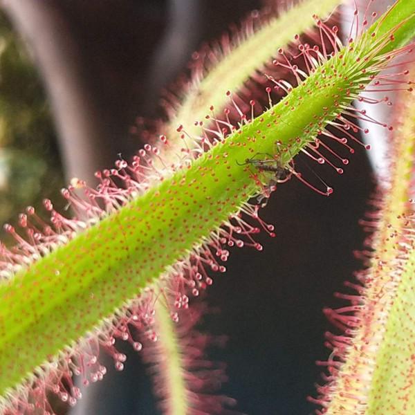 植物也有“肉食性”的,4種食蟲植物,養在家裡能“滅蚊” 植物也有“肉食性”的,4種食蟲植物,養在家裡能“滅蚊”