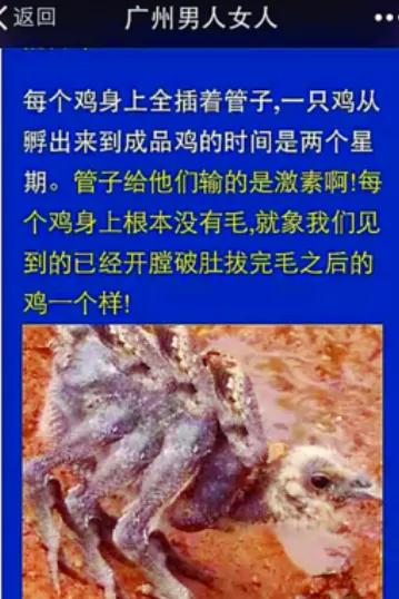 40天就出欄的白羽雞是激素雞還是6翅8腿的怪雞呢？