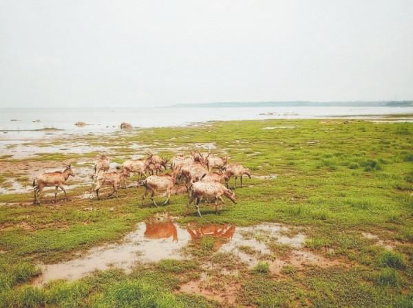 美麗的鄱陽湖,我的家——野放麋鹿的“自述” 美麗的鄱陽湖,我的家——野放麋鹿的“自述”