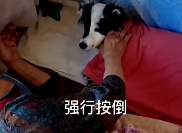 山東一奶奶強行讓狗狗睡覺，狗子無奈嘆氣，反被奶奶聽到“訓斥”