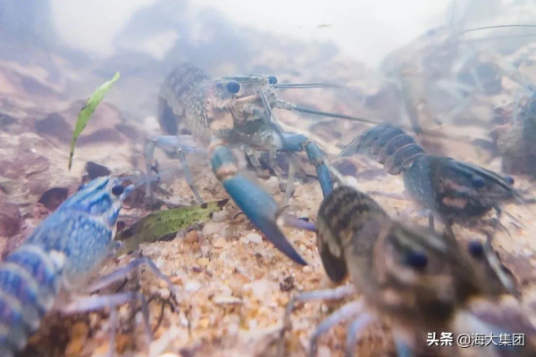 共謀種業振興 海大集團盛大亮相第二屆中國水產種業博覽會 共謀種業振興 海大集團盛大亮相第二屆中國水產種業博覽會