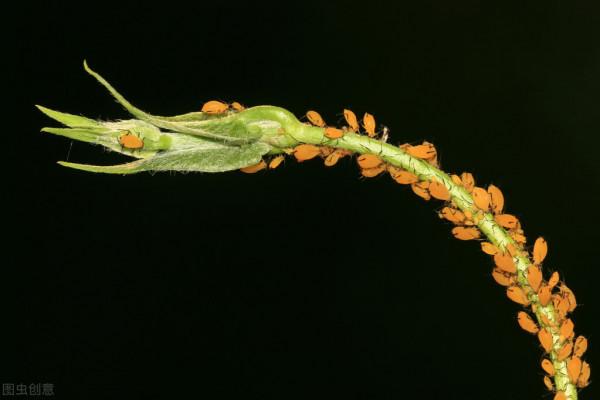 花市遇到3種“便宜花”，新手覺得運氣好，老手看見繞道走