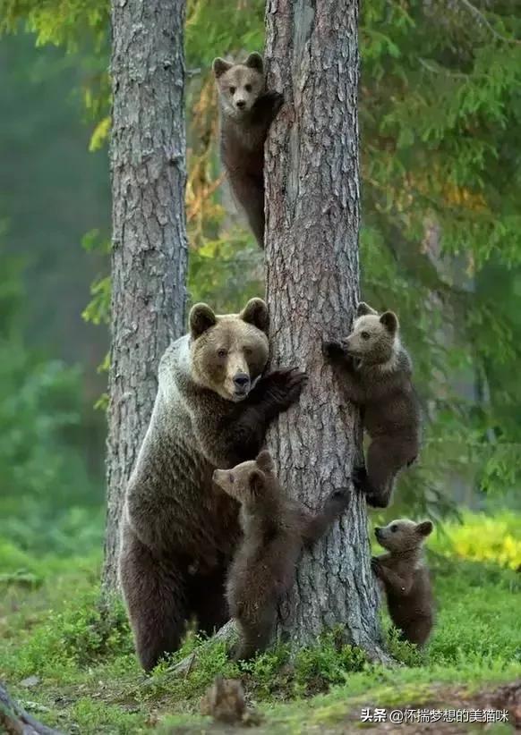 動物界的集體照