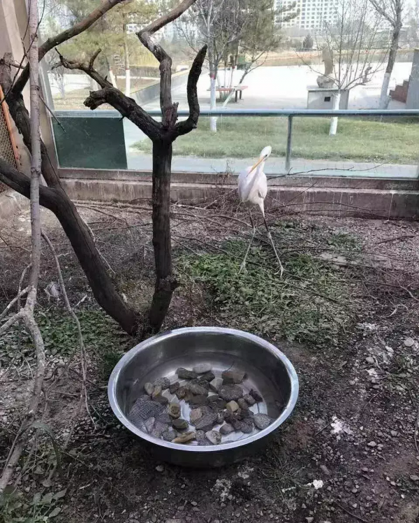 中國“最窮”的動物園 在中國最高的地方
