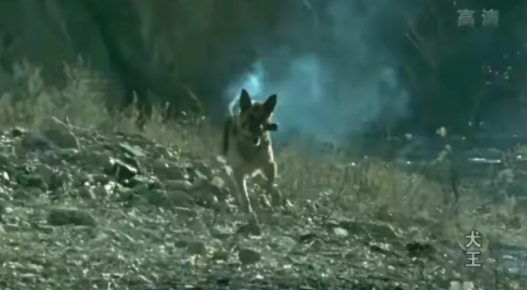 為了真實性，劇組將一隻軍犬炸成碎片，動物就活該為藝術獻身嗎？