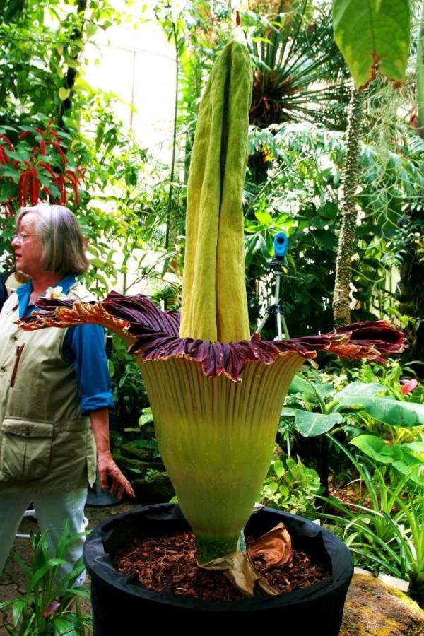 最大的花朵泰坦魔芋花