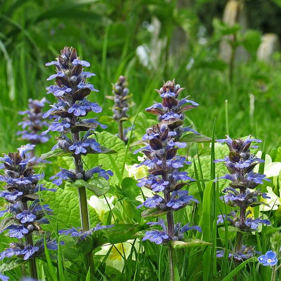 寶釵前世之迷：藤精草怪全靠石頭滋養，人沒修好就妄想做神