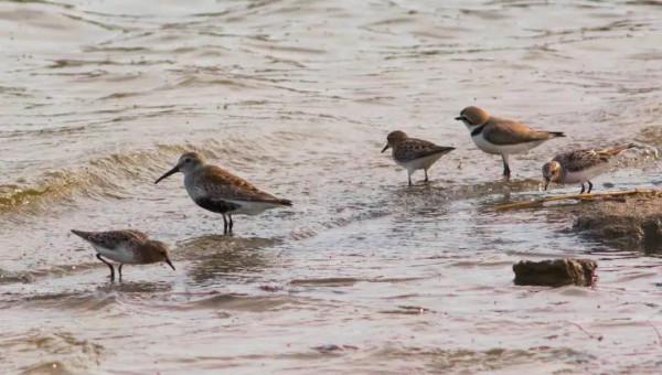 為了保護瀕危水鳥,有人去偷蛋,有人放棄年薪百萬 為了保護瀕危水鳥,有人去偷蛋,有人放棄年薪百萬