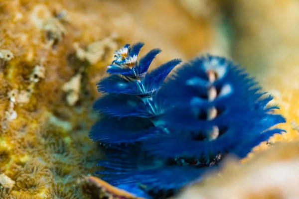 海洋探索｜海底綻放的&OpenCurlyDoubleQuote;聖誕樹&rdquo;&mdash;&mdash;大旋鰓蟲