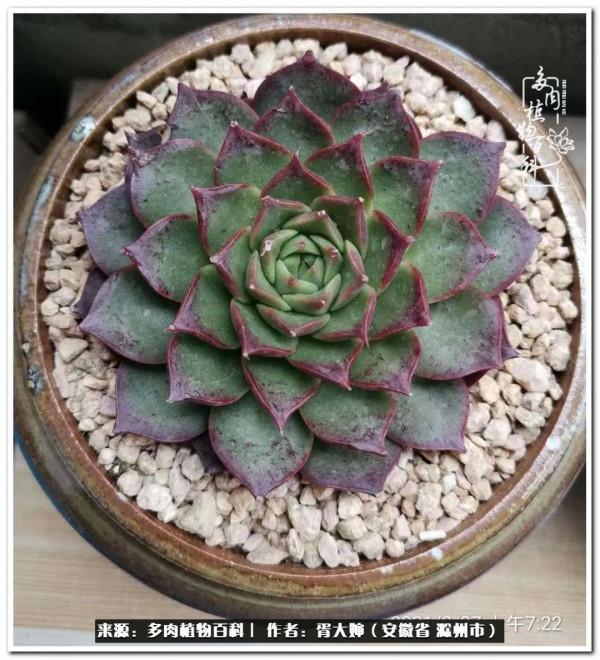 因多肉遇見滿滿的愛和美好，有多肉相伴，歲月生香