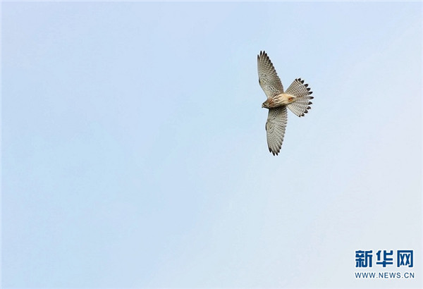 騰衝北海溼地迎來最佳觀鳥季 這些鳥你認識嗎？
