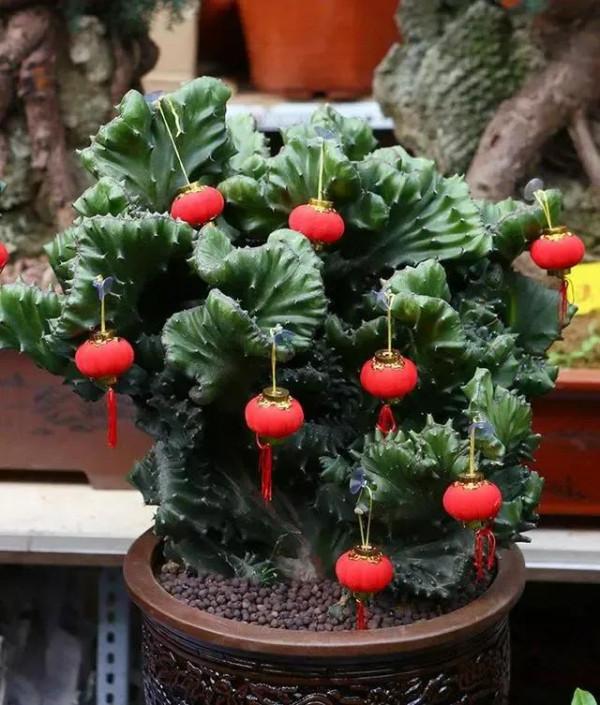 分享圖片五種長得醜但&OpenCurlyDoubleQuote;旺家宅&rdquo;的花