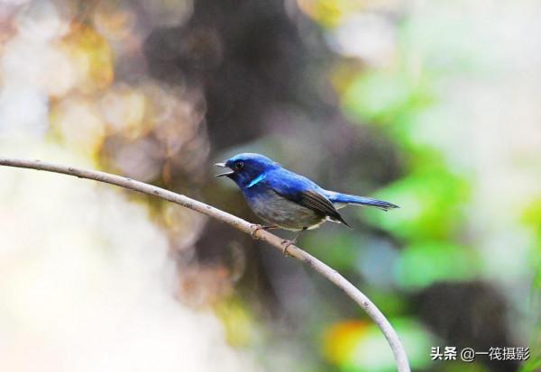 校園候鳥季之——高畫質唯美的小仙鶲