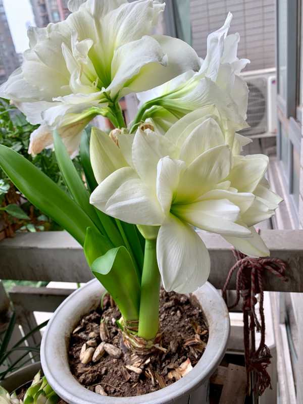 全網都在種的“阿弗雷”,單朵花比臉大,一開花就預示著“吉祥” 全網都在種的“阿弗雷”,單朵花比臉大,一開花就預示著“吉祥”