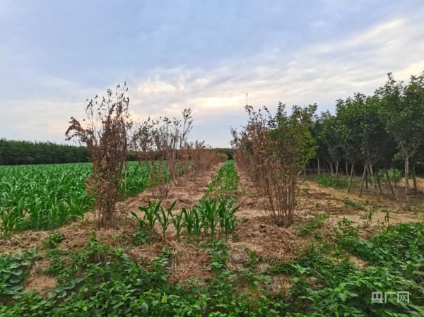河南部分農村土地流轉失控現象調查