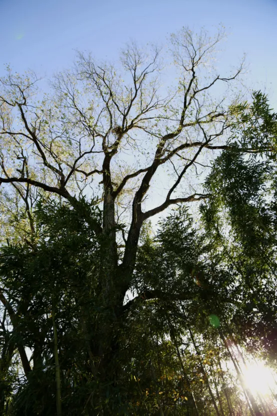 聯莊村：一個＂整＂出來的野趣盎然江南水鄉
