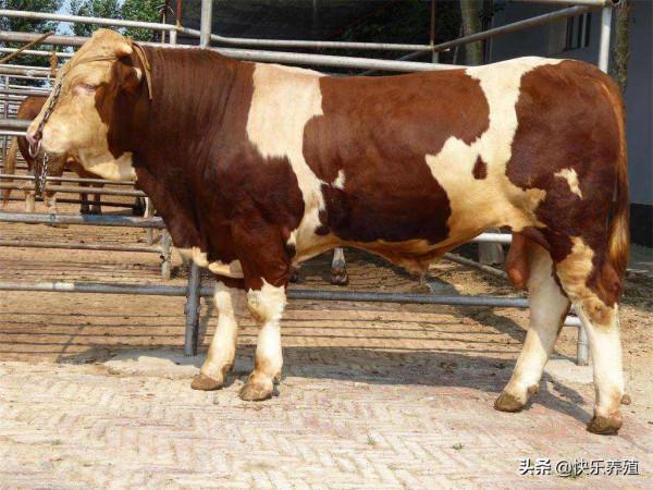 養牛想發家，別選紫紅花，這種西門塔爾牛到底經歷了啥？