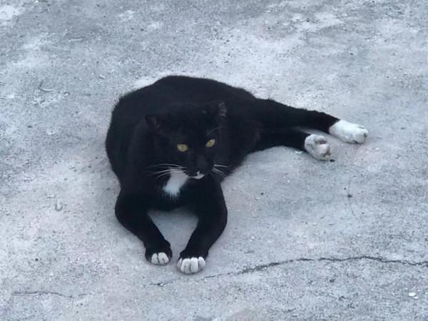 暹羅的精靈——泰國擼貓之旅