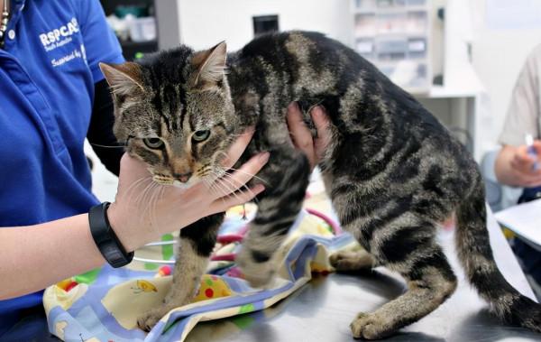 2015年,14只貓被惡主反鎖屋中互相殘食,開啟門後宛如地獄景象 2015年,14只貓被惡主反鎖屋中互相殘食,開啟門後宛如地獄景象