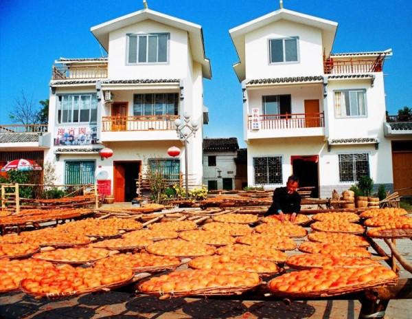 廣西恭城：家家曬柿餅 增產又增收