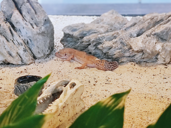 「探索」是虎又不是虎？這些名字中帶&OpenCurlyDoubleQuote;虎&rdquo;的動物你認識幾個？