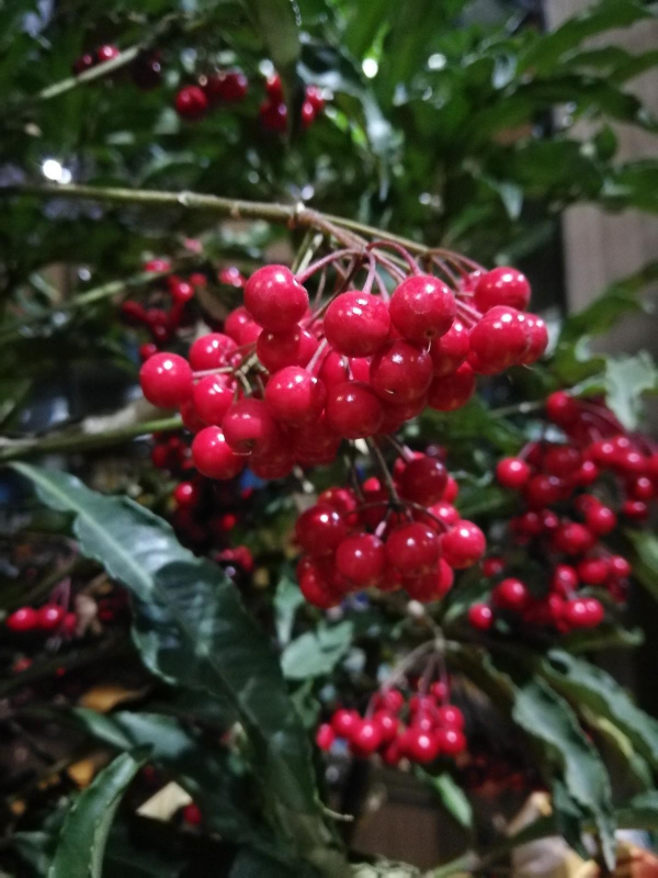 7種“漂亮花”紅火又吉利,冬天養一盆,花期在春節,旺財旺事業 7種“漂亮花”紅火又吉利,冬天養一盆,花期在春節,旺財旺事業