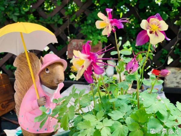 天台花園VS低層庭院，哪裡養花更方便？