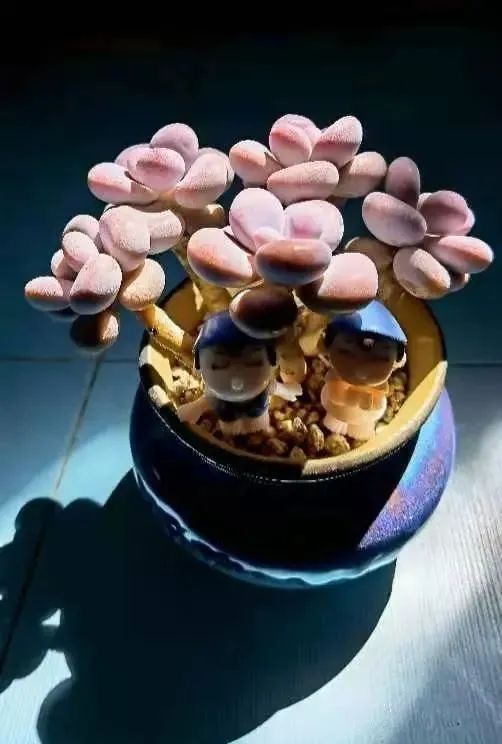 遠處都是風景，近處全是人生，眼前卻是多肉