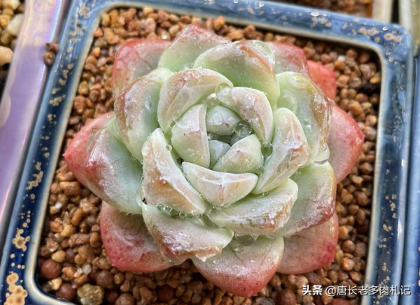 今年最火的多肉?我統計出這8個品種,看看你有沒有跟上潮流? 今年最火的多肉?我統計出這8個品種,看看你有沒有跟上潮流?