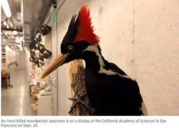 有史以來最多的一次!美國將宣佈23種物種正式滅絕 有史以來最多的一次!美國將宣佈23種物種正式滅絕