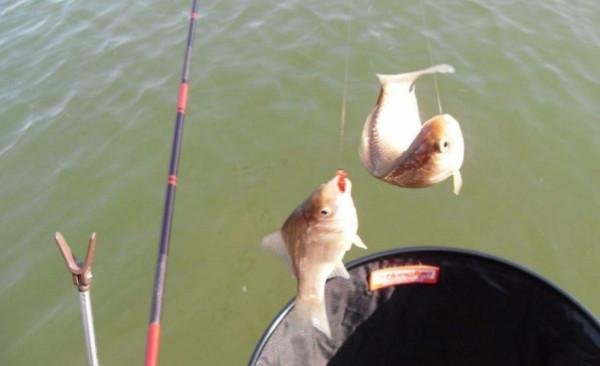 野釣中用長竿好還是用短竿好，將近四十年的垂釣體會 分享給大家