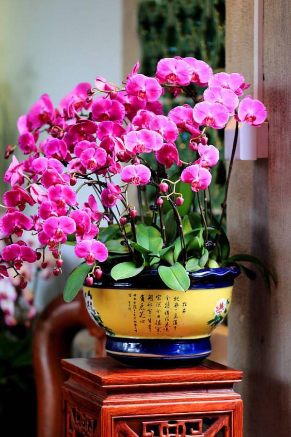 10種花，空氣再幹也別“噴水”，容易黃葉“掉花苞”