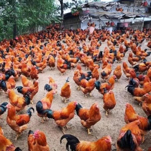 農村老鐵深山養土雞，年賺千萬逆襲成土豪，他是怎樣成功緻富的呢