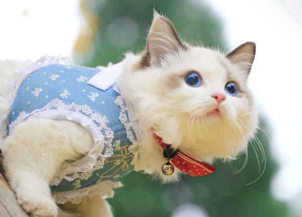 這些貓咪，很適合“孤獨”的人養，性格很粘人