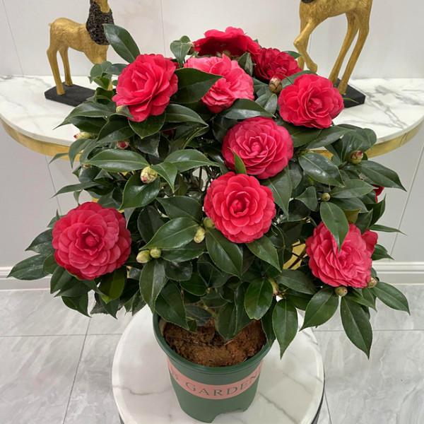 8種&OpenCurlyDoubleQuote;矯情&rdquo;年宵花，幹不得，澆不得，十有八九養不好