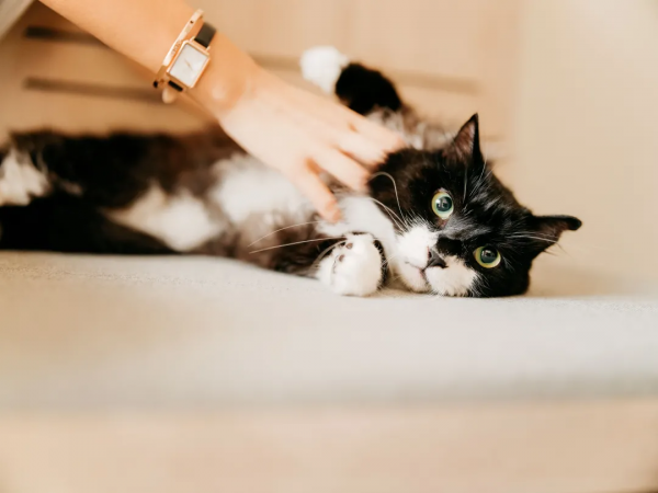 阿那亞新作,75m²獨梯獨戶寵物酒店,狗生圓滿不過如此 阿那亞新作,75m²獨梯獨戶寵物酒店,狗生圓滿不過如此