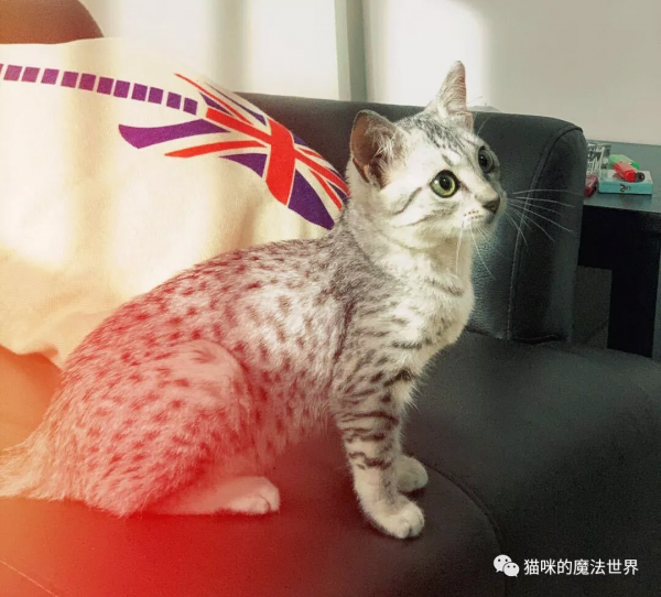 貓咪品種大盤點17：埃及貓