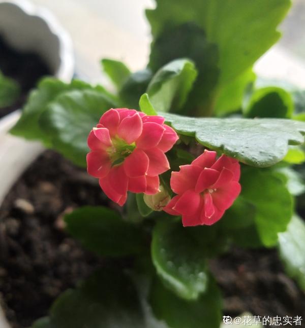 掌握6個養護步驟,放心吃楊梅,清洗也簡單 掌握6個養護步驟,放心吃楊梅,清洗也簡單