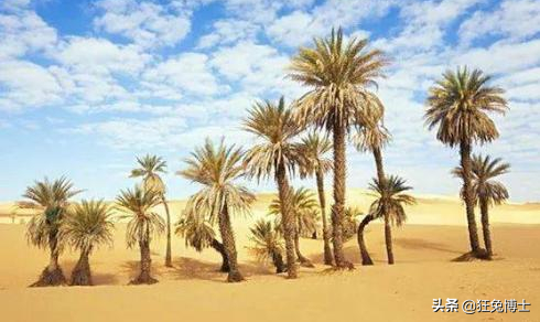 這是外國神樹?看看中國都曾引進過哪些?沒有對比就沒有傷害 這是外國神樹?看看中國都曾引進過哪些?沒有對比就沒有傷害