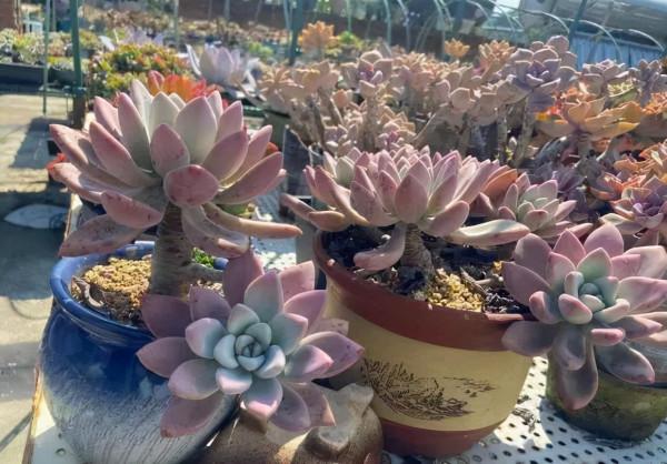 一年一度曬秋時,一年一度曬肉時 一年一度曬秋時,一年一度曬肉時