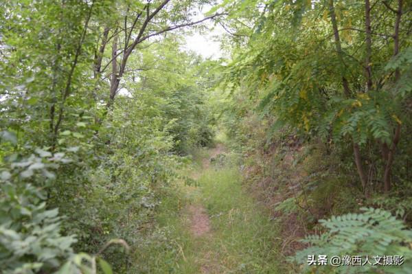 野豬賴上舊屋跟村民做鄰居，山裡人略施計謀，兇猛野豬變溫順家畜