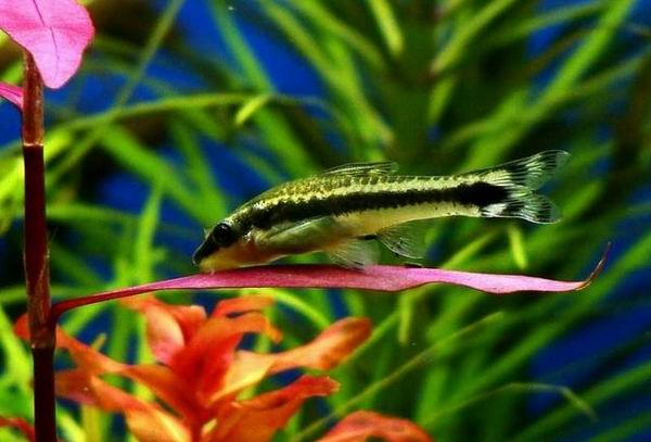 怎樣才能養出一缸讓人垂涎的水草