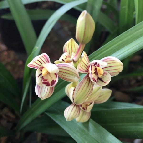 “18種”勤花勤苗的蘭花，價格不貴好養活，香味濃郁開品漂亮