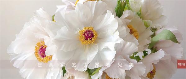 油畫牡丹 &CenterDot; 羽衣霓裳