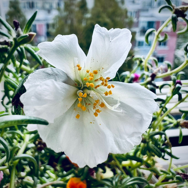 6種花最適合養在南陽臺，太陽越大開花越多，陽臺很快變花園