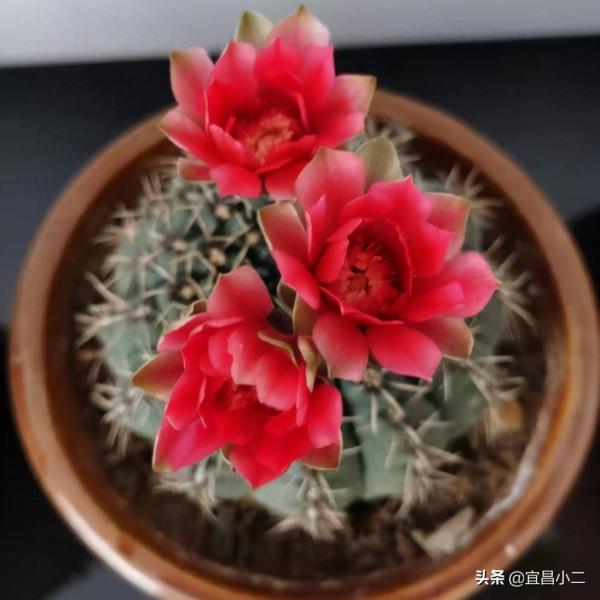 幾種非常好看的多肉植物，你值得養上一盆！你心目中多肉是那一款