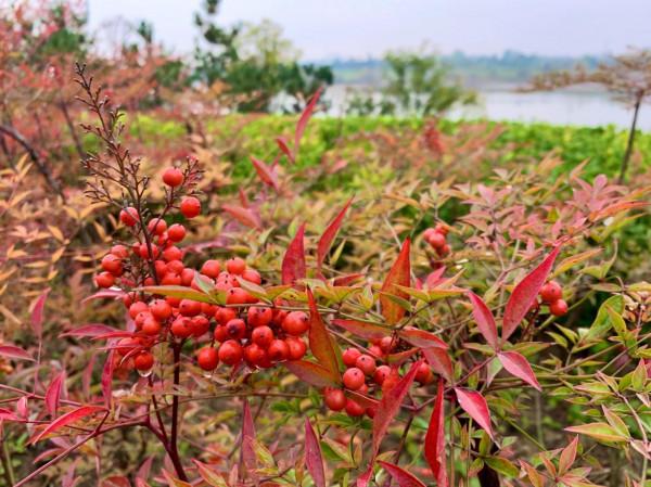 西高新絲路科學城國際社群,絕美風景,秋日勝春朝 西高新絲路科學城國際社群,絕美風景,秋日勝春朝
