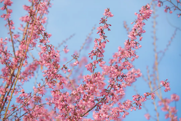 羨慕了！西昌人，你的早櫻美景正在派送中，請接收