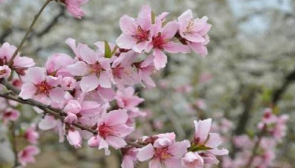 知青回憶錄:夜半驚魂,一雙狼皮手套差點害死四名女知青 知青回憶錄:夜半驚魂,一雙狼皮手套差點害死四名女知青