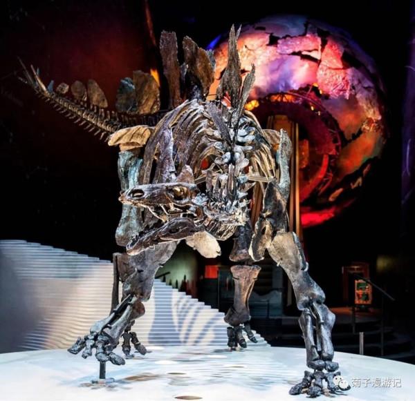 管道穿行間,遊遍倫敦—博物館篇之自然歷史博物館(下) 管道穿行間,遊遍倫敦—博物館篇之自然歷史博物館(下)